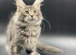 Balend - Maine Coon Kitten For Sale - Brighton, CO, US