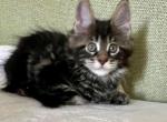 Mitts - Maine Coon Kitten For Sale - Brighton, CO, US