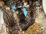 Bellas litter - Bengal Kitten For Sale - La Grange, KY, US