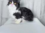 Black and white longhaired minuet standard - Minuet Cat For Sale - Omaha, NE, US