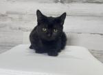 Boo kitty standard black munchkin - Munchkin Kitten For Sale - Omaha, NE, US