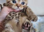 Cookie - British Shorthair Kitten For Sale - MI, US