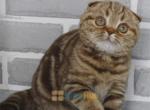 Eva Solid Cinnamon Marble marking - Scottish Fold Kitten For Sale - State College, PA, US