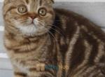 Eva solid cinnamon marbke marking - Scottish Fold Cat For Sale - Indianapolis, IN, US