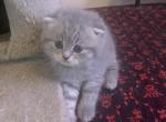 Mya - Scottish Fold Kitten For Sale - Philadelphia, PA, US