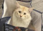 Loki - Maine Coon Cat For Sale/Service - San Antonio, TX, US