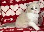 Emma - Ragdoll Kitten For Sale - Ocala, FL, US