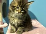 Lisa Marie - Maine Coon Kitten For Sale - Land O' Lakes, FL, US