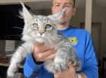 Dina - Maine Coon Kitten For Sale - 