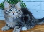 Munchausen - Siberian Kitten For Sale - Norwalk, CT, US