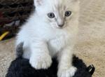 Pure Bred Hyland Lynx Kittens - Highlander Kitten For Sale - Irvine, CA, US