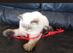 Blue Eyes Male 1 - Scottish Straight Kitten For Sale - Huntington Beach, CA, US