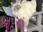 Babys BEAUTIFUL KITTENS - Ragdoll Kitten For Sale - Mount Joy, PA, US