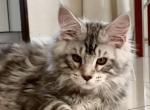 Arnold - Maine Coon Kitten For Sale - Miami, FL, US