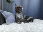 Unco - Maine Coon Kitten For Sale - Miami, FL, US