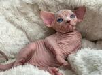 FMisha - Sphynx Kitten For Sale - Pembroke Pines, FL, US