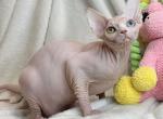 Vera - Sphynx Kitten For Sale - Pembroke Pines, FL, US