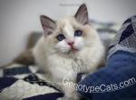 Tully - Ragdoll Kitten For Sale - Tuscaloosa, AL, US