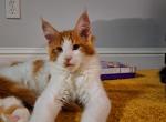 Bimbo - Maine Coon Kitten For Sale - Sacramento, CA, US