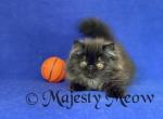 Fabi - Persian Kitten For Sale - Yucca Valley, CA, US