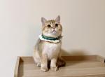 Benjamin - British Shorthair Cat For Sale - Staten Island, NY, US