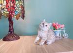 Diana - British Shorthair Kitten For Sale - Staten Island, NY, US