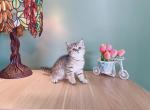 Dorsey - British Shorthair Kitten For Sale - Staten Island, NY, US