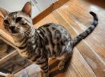 Tuxina - Bengal Cat For Sale/Retired Breeding - Bradner, OH, US