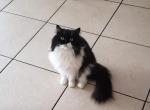 Panda & Diamond Masquerade - Persian Cat For Sale - Lake Mary, FL, US