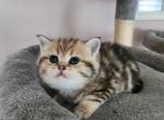 Flower - Scottish Straight Kitten For Sale - Naperville, IL, US