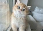 Georgia - British Shorthair Kitten For Sale - Magnolia, TX, US