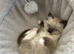 Male Ragdoll Chocolate Point Mitted and Socked - Ragdoll Kitten For Sale - New York, NY, US