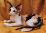 Honora - Oriental Kitten For Sale - Norwalk, CT, US