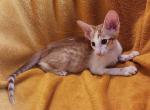 Harvey - Oriental Kitten For Sale - Pembroke Pines, FL, US