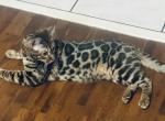 BOBA - Bengal Kitten For Sale - 