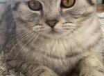 Ash - Scottish Straight Kitten For Sale - Lombard, IL, US