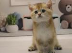 Micho - British Shorthair Kitten For Sale - Fairfax, VA, US