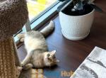 Gucci green eyed sweet boy - British Shorthair Cat For Sale - New York, NY, US