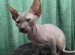 Beerus - Sphynx Kitten For Sale - Boston, MA, US