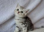 Xiomara tiger scottish girl black silver tabby - Scottish Straight Kitten For Sale - CA, US