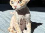 T - Devon Rex Kitten For Sale - Philadelphia, PA, US