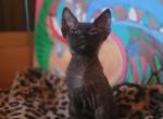 Pharah female black sphynx kitten - Devon Rex Kitten For Sale - Boston, MA, US