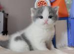 British short cat - American Shorthair Kitten For Sale - Las Vegas, NV, US