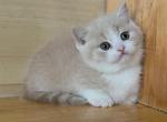 Munchkin - Munchkin Kitten For Sale - Las Vegas, NV, US