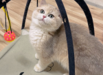 Dixie - British Shorthair Kitten For Sale - San Jose, CA, US