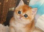 Xenon British - British Shorthair Kitten For Sale - 