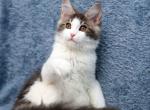 Avrora - Maine Coon Kitten For Sale - Houston, TX, US