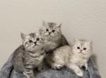 Knowee x chunky - Scottish Fold Kitten For Sale - Tukwila, WA, US