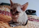 ACKEE - Devon Rex Kitten For Sale - Stanford, MT, US
