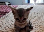 Apricot - Devon Rex Kitten For Sale - Stanford, MT, US